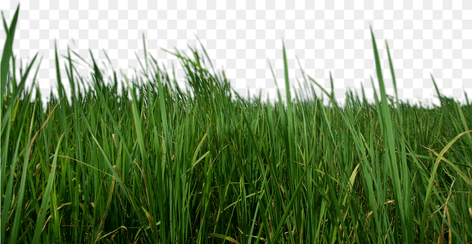 Grass Transparent Up Close Grass, Plant, Vegetation, Lawn, Green Free Png Download