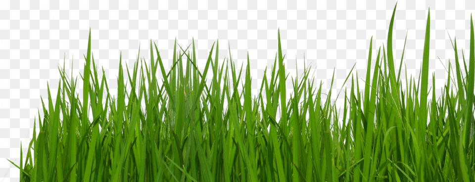 Grass Tumblr Transparent Background Grass Tumblr Transparent, Green, Lawn, Plant, Vegetation Free Png