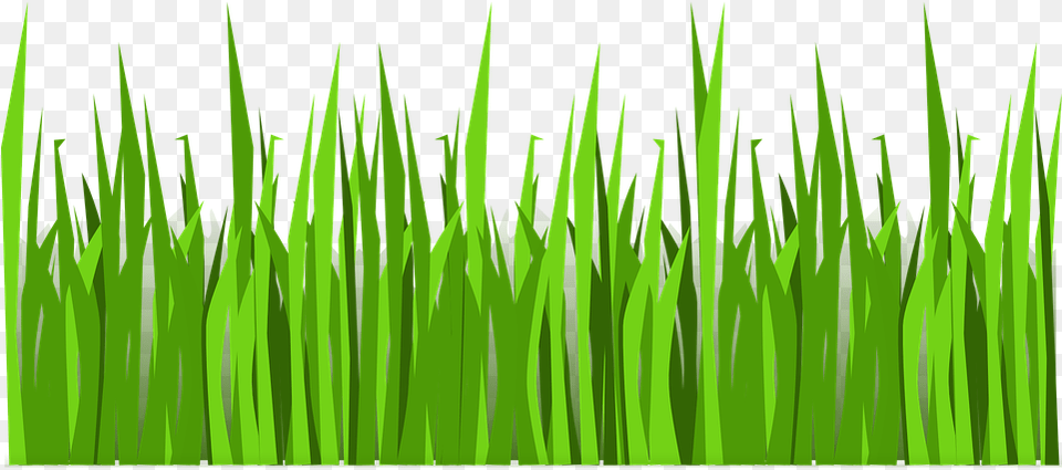 Grass Vector Download Vector Transparent Grass, Green, Plant, Lawn, Vegetation Png Image