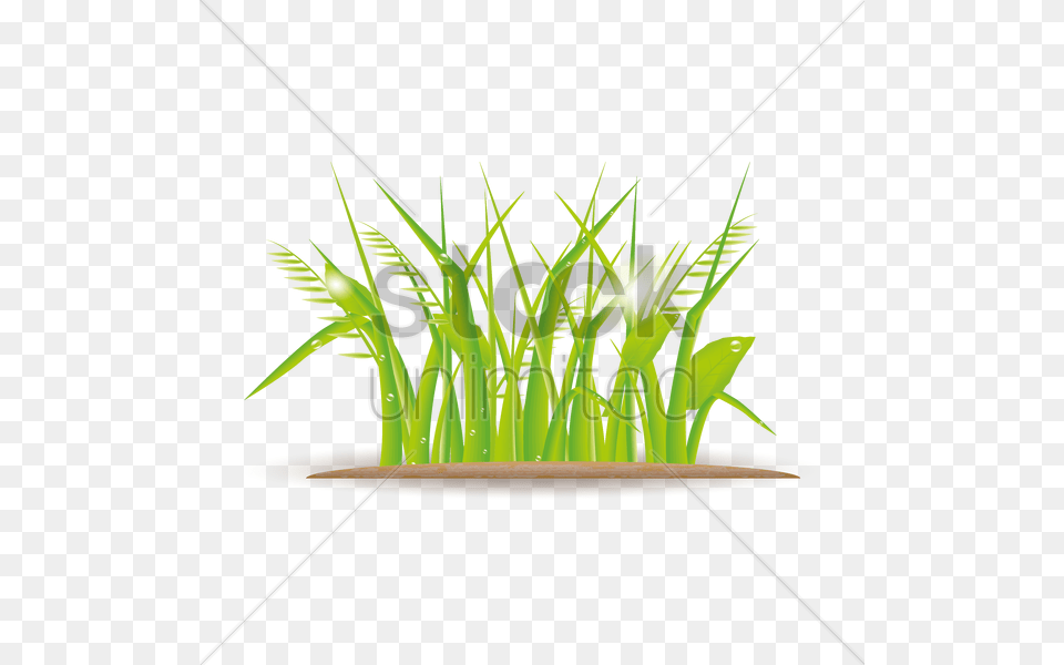 Grass Vector Image, Plant, Green, Agropyron, Pottery Free Png