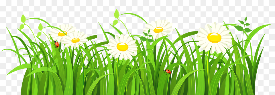 Grass Vector Transparent Image, Green, Plant, Daisy, Flower Png