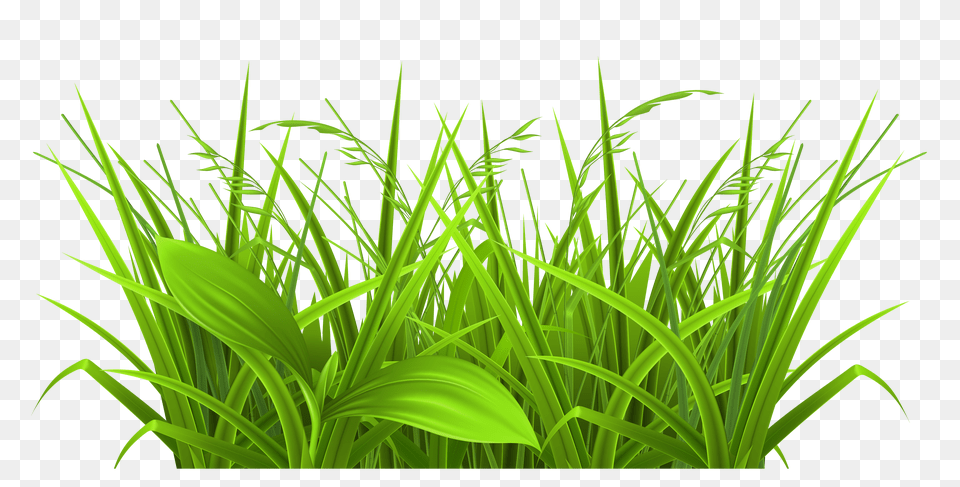 Grass With Beautiful Poppies Clipart, Green, Plant, Vegetation, Lawn Free Png