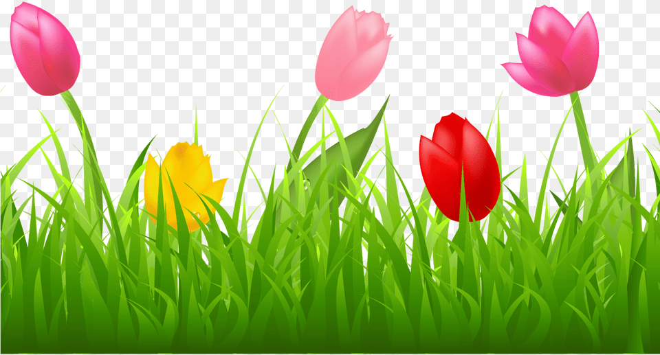 Grass With Colorful Tulips Clipart Spring Tulip Border Clipart, Flower, Plant, Nature, Outdoors Png Image
