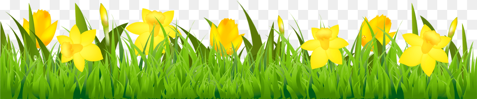 Grass With Daffodils Clipart Daffodil Clip Art Border, Plant, Outdoors, Nature, Flower Png Image