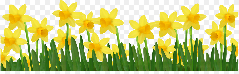 Grass With Daffodils Clipart Picture Clip Art Daffodils, Daffodil, Flower, Plant Png Image