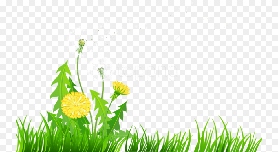 Grass With Dandelions Images Background Dandelions Clip Art, Flower, Plant, Dandelion, Daisy Free Transparent Png