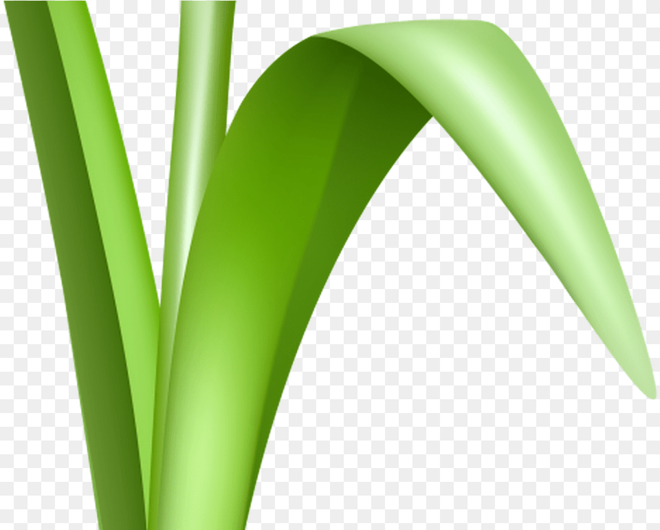 Grass With Flower Background Grass, Green, Plant, Food, Leek Png
