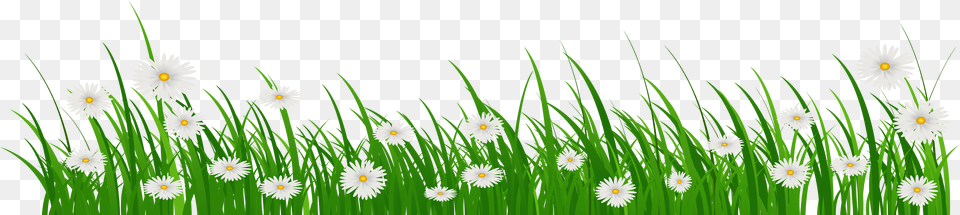 Grass With Flower Clipart Banner Freeuse Grass With Flowers And Grass, Daisy, Plant, Green, Outdoors Free Transparent Png