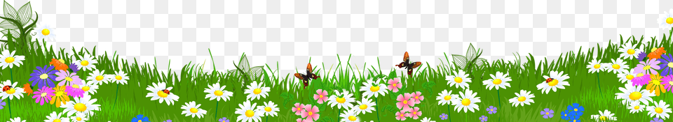 Grass With Flowers, Daisy, Plant, Outdoors, Nature Free Transparent Png