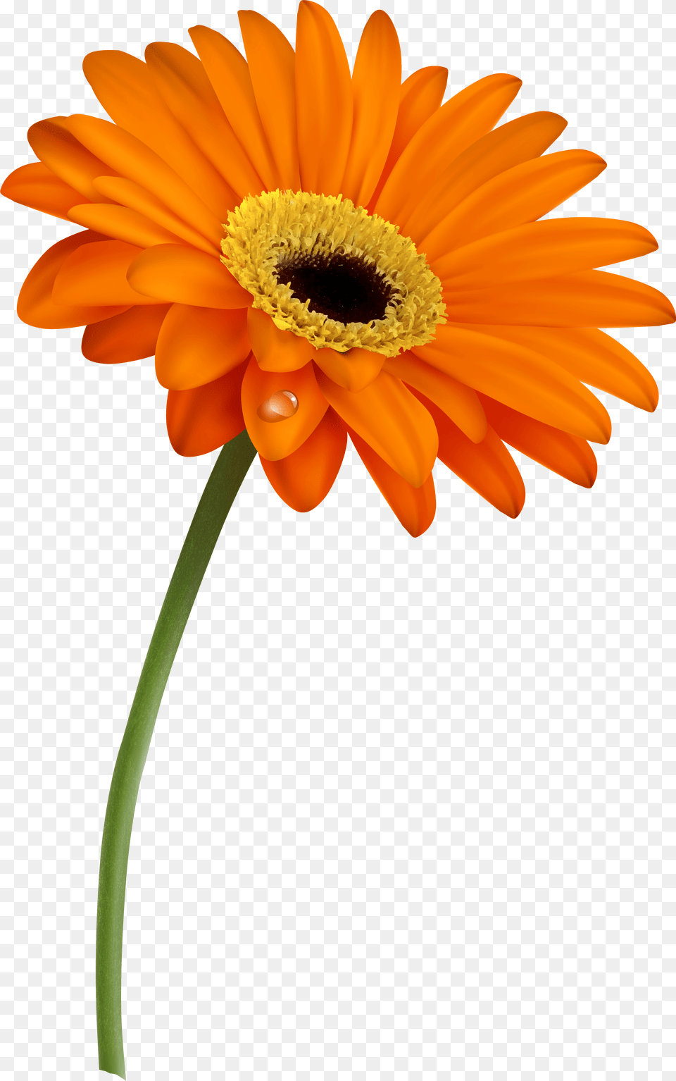 Grass With Flowers And Butterfly Transparent Cartoons Gerbera Daisy Clipart, Flower, Petal, Plant, Pollen Png Image