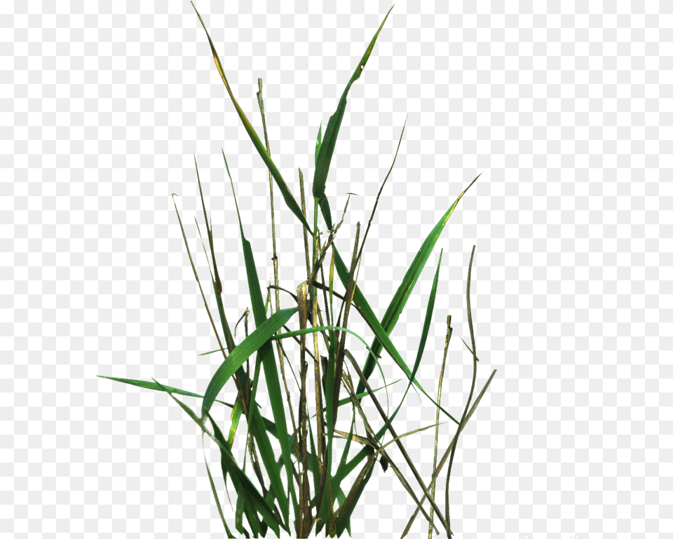 Grass With Portable Network Graphics, Plant, Agropyron, Reed Free Png Download