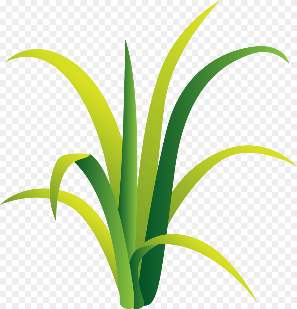 Grass With Transparent Background Vertical Free Png