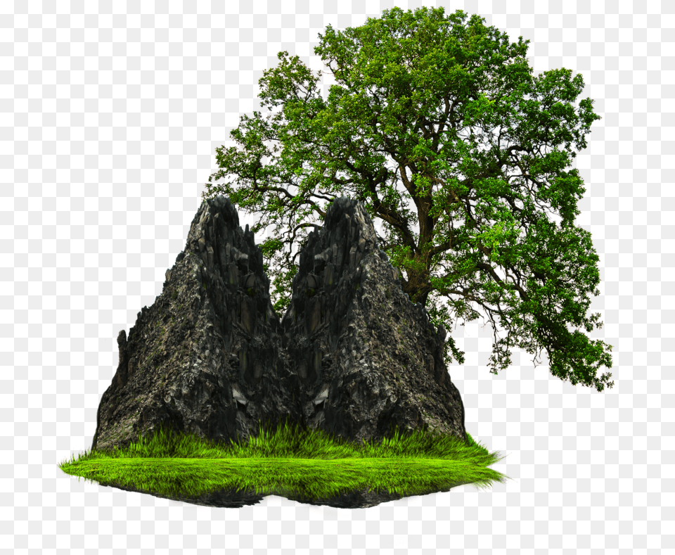 Grass With Tree And Rock Tree In Garden, Outdoors, Plant, Tree Trunk, Nature Free Png