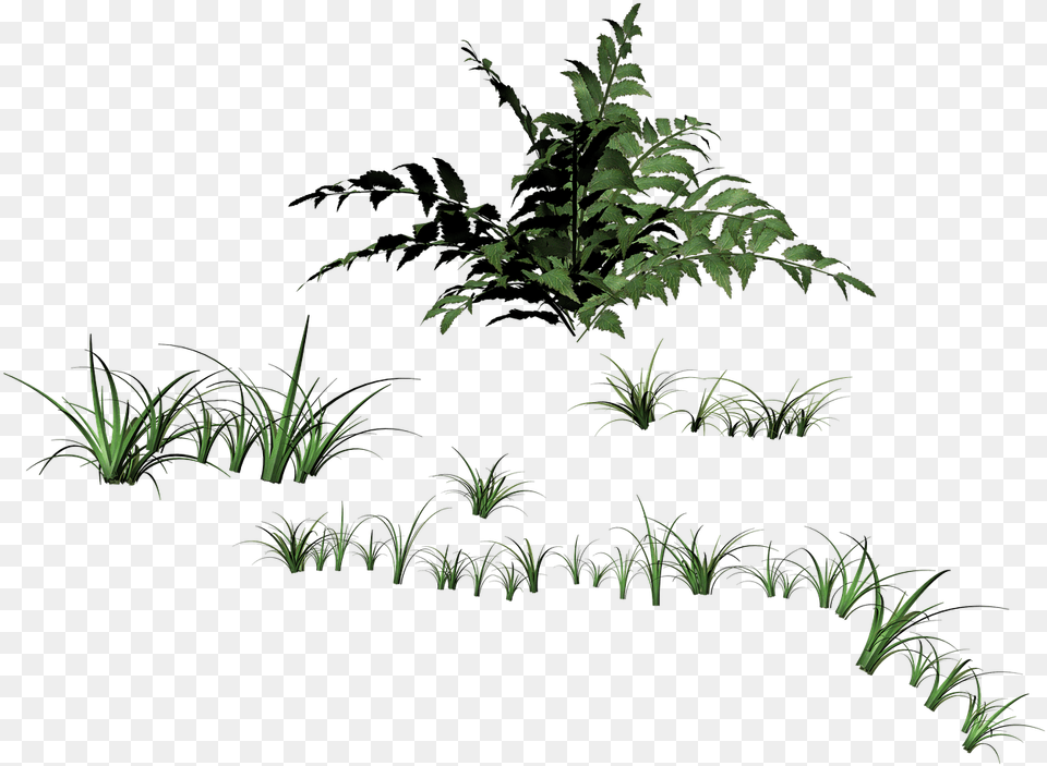 Grassblades Of Stockxchng, Fern, Green, Plant, Potted Plant Png Image