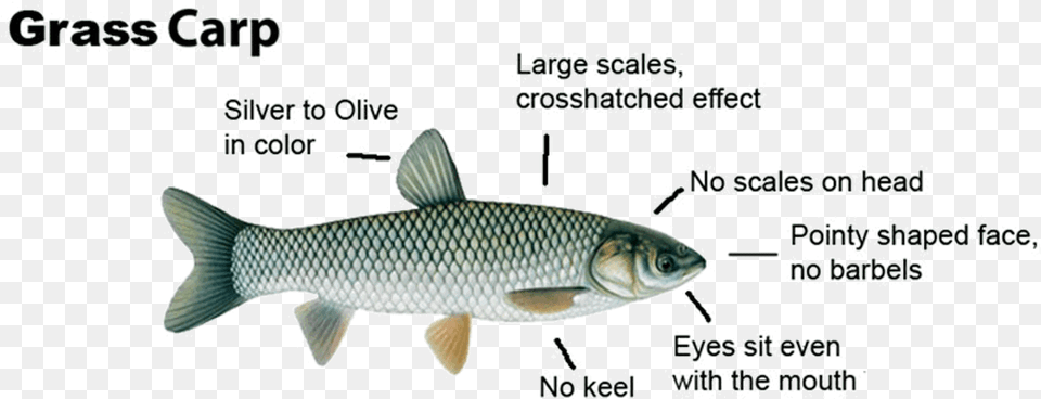 Grasscarp Diagram Grass Carp For Ponds, Animal, Fish, Food, Mullet Fish Png Image