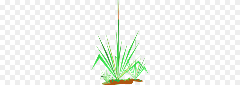 Grasses Grass, Plant, Tree, Agropyron Free Png