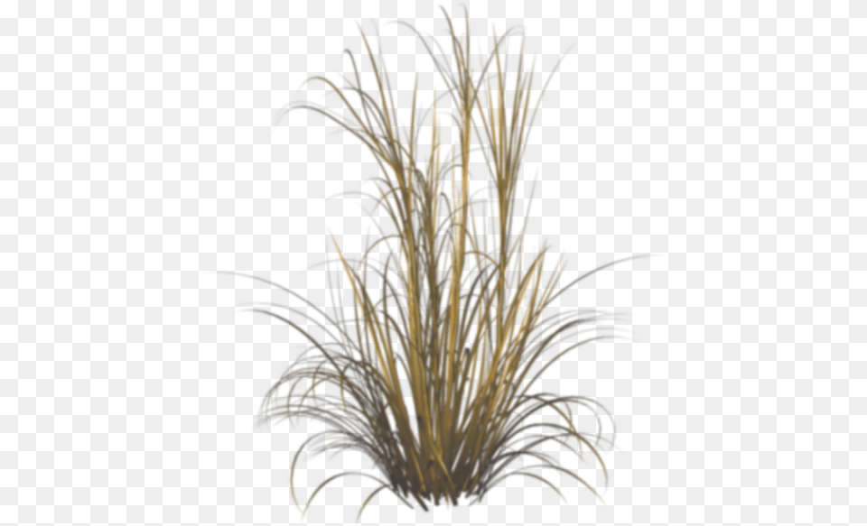 Grasses, Grass, Plant, Agavaceae Free Png Download