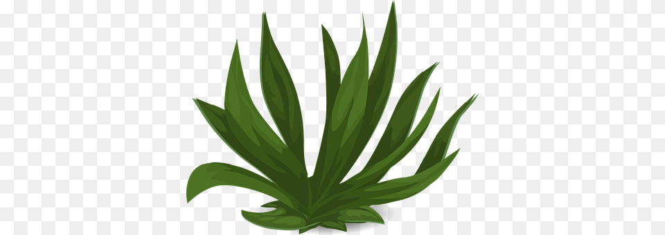 Grasses Leaf, Plant, Aloe, Green Png Image