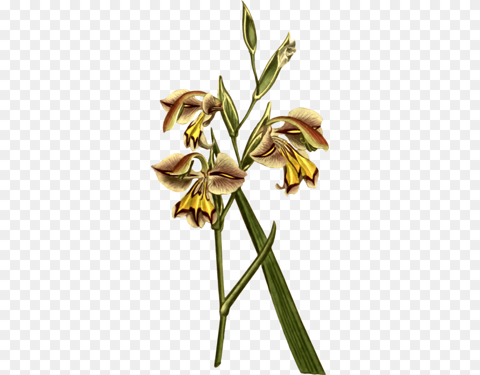 Grasses Commodity Bud Flower Plant Stem, Petal, Iris, Acanthaceae Png Image