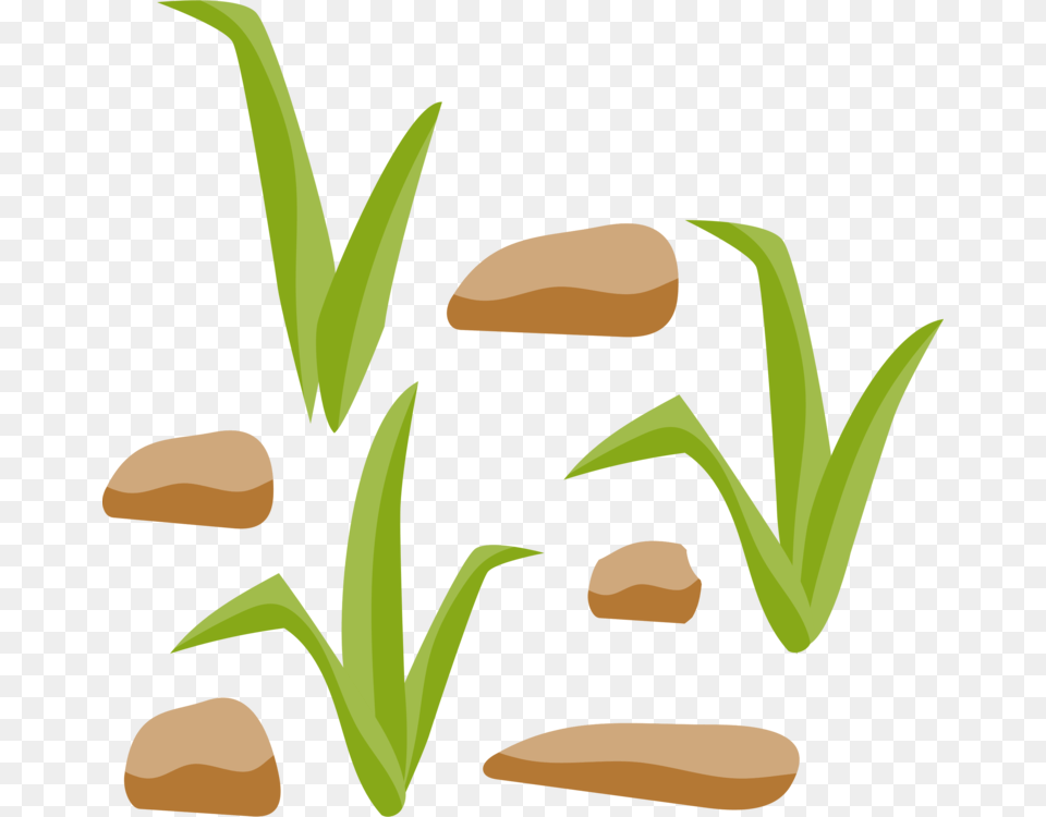 Grasses Rock Grass Gis Computer Icons Diagram, Herbal, Herbs, Plant, Food Free Png