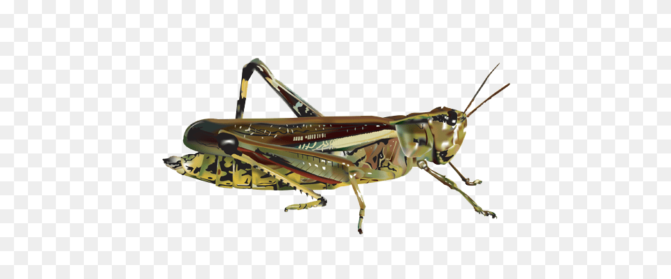 Grasshopper, Animal, Insect, Invertebrate, Appliance Free Png Download