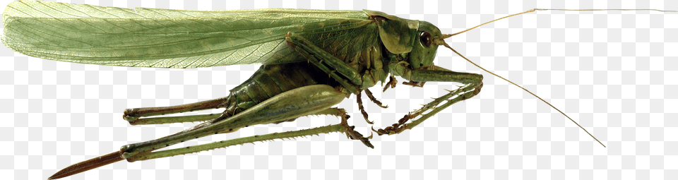 Grasshopper, Animal, Cricket Insect, Insect, Invertebrate Free Png