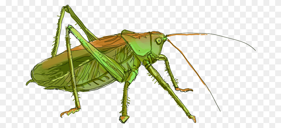 Grasshopper, Animal, Insect, Invertebrate, Cricket Insect Free Png Download