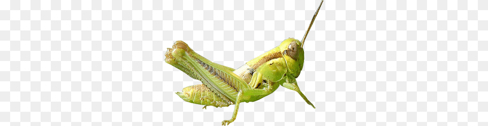 Grasshopper, Animal, Insect, Invertebrate Png Image