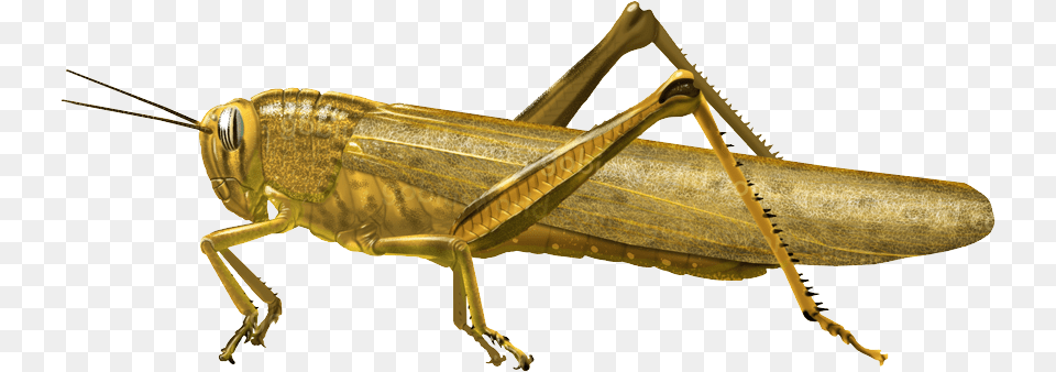 Grasshopper, Animal, Insect, Invertebrate, Cricket Insect Png