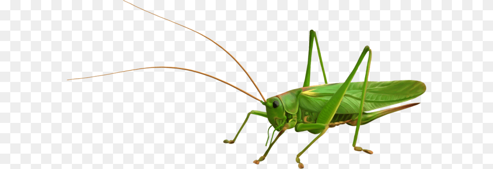 Grasshopper, Animal, Insect, Invertebrate, Cricket Insect Png Image