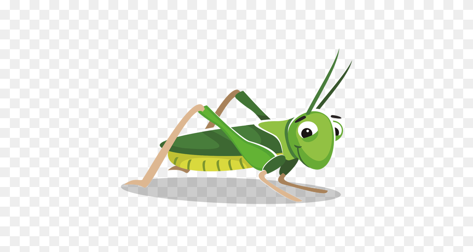 Grasshopper, Animal, Insect, Invertebrate, Bow Png