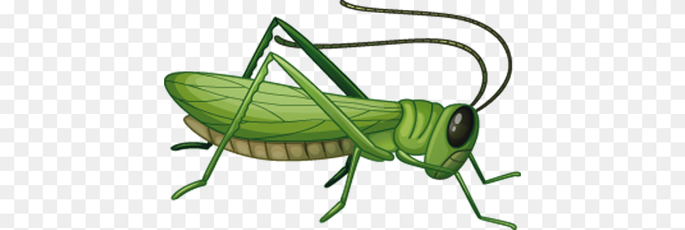 Grasshopper, Animal, Insect, Invertebrate, Bow Png Image