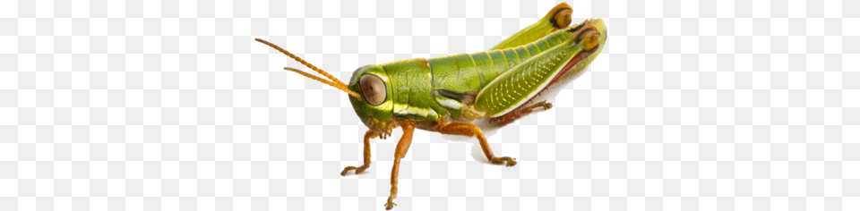 Grasshopper, Animal, Insect, Invertebrate Png Image