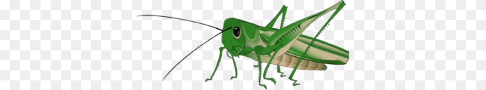 Grasshopper, Animal, Insect, Invertebrate Free Png