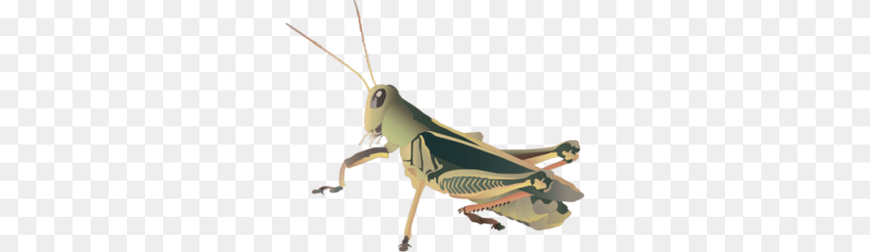 Grasshopper, Animal, Insect, Invertebrate, Appliance Png Image