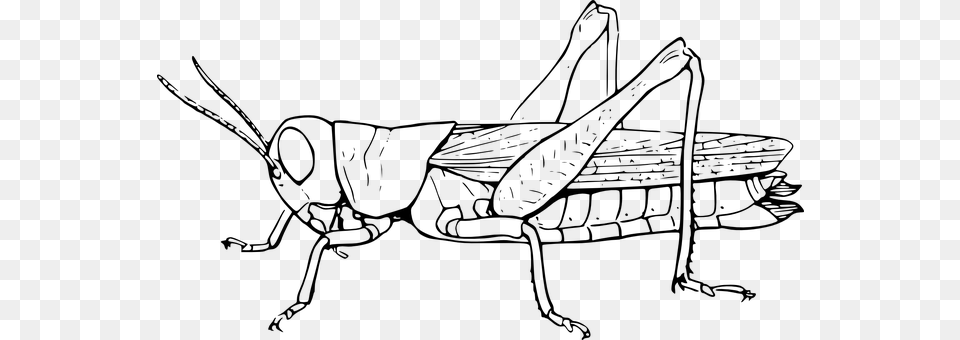 Grasshopper Gray Free Transparent Png