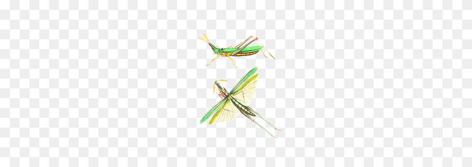 Grasshopper Animal, Insect, Invertebrate Free Transparent Png