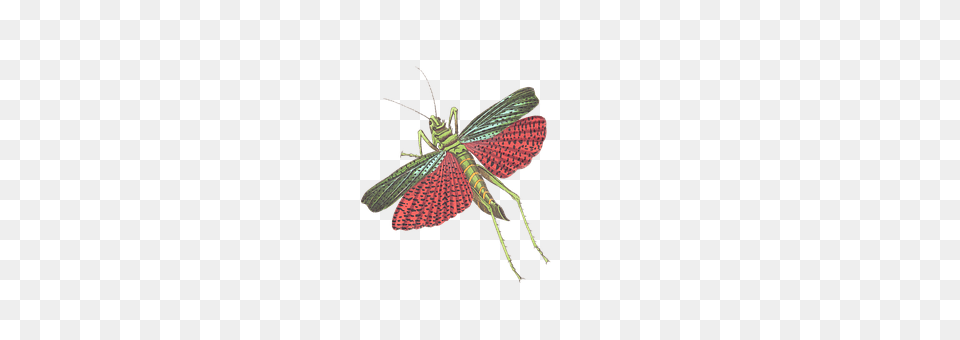 Grasshopper Animal, Insect, Invertebrate Free Png