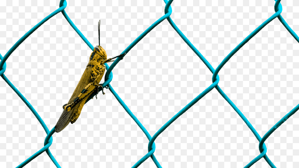 Grasshopper, Animal, Insect, Invertebrate Free Png Download