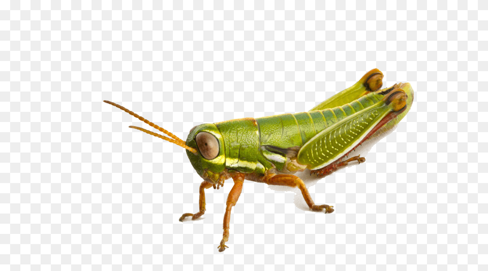 Grasshopper, Animal, Insect, Invertebrate, Cricket Insect Free Transparent Png