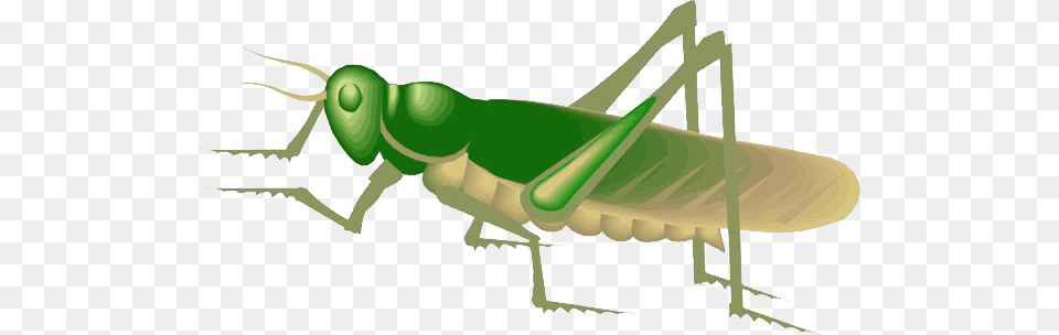 Grasshopper, Animal, Insect, Invertebrate, Cricket Insect Free Png