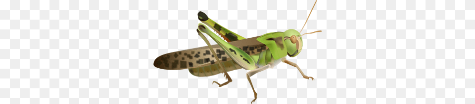 Grasshopper, Animal, Insect, Invertebrate, Bow Free Transparent Png