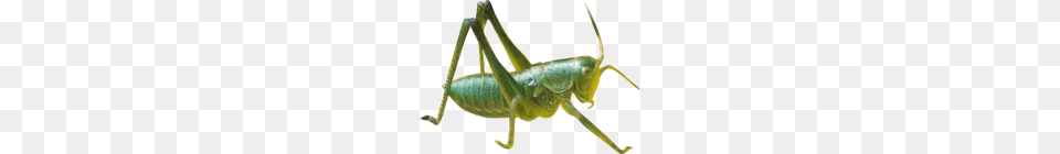 Grasshopper, Animal, Cricket Insect, Insect, Invertebrate Free Png