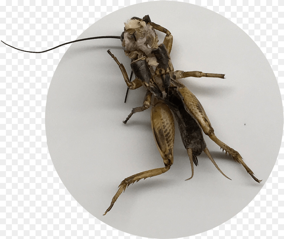 Grasshopper, Animal, Cricket Insect, Insect, Invertebrate Png