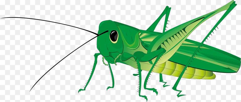 Grasshopper, Animal, Insect, Invertebrate, Fish Free Transparent Png