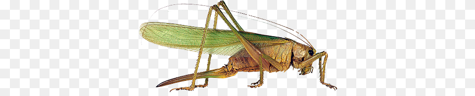 Grasshopper, Animal, Cricket Insect, Insect, Invertebrate Free Png