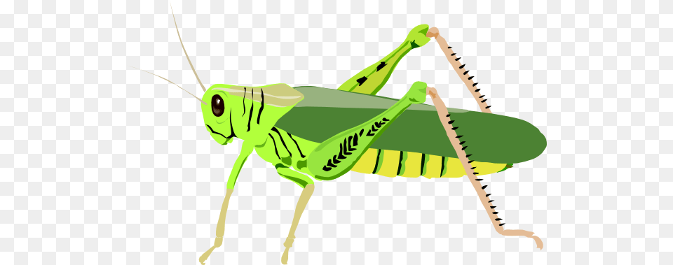 Grasshopper, Animal, Insect, Invertebrate, Bow Free Png