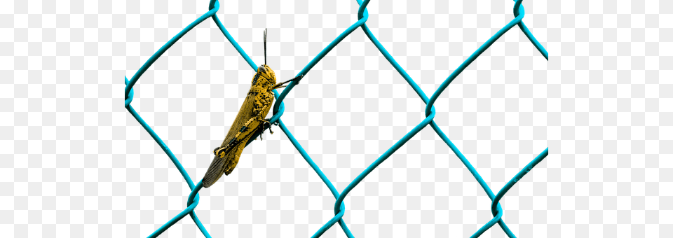 Grasshopper Animal, Insect, Invertebrate, Bicycle Free Transparent Png