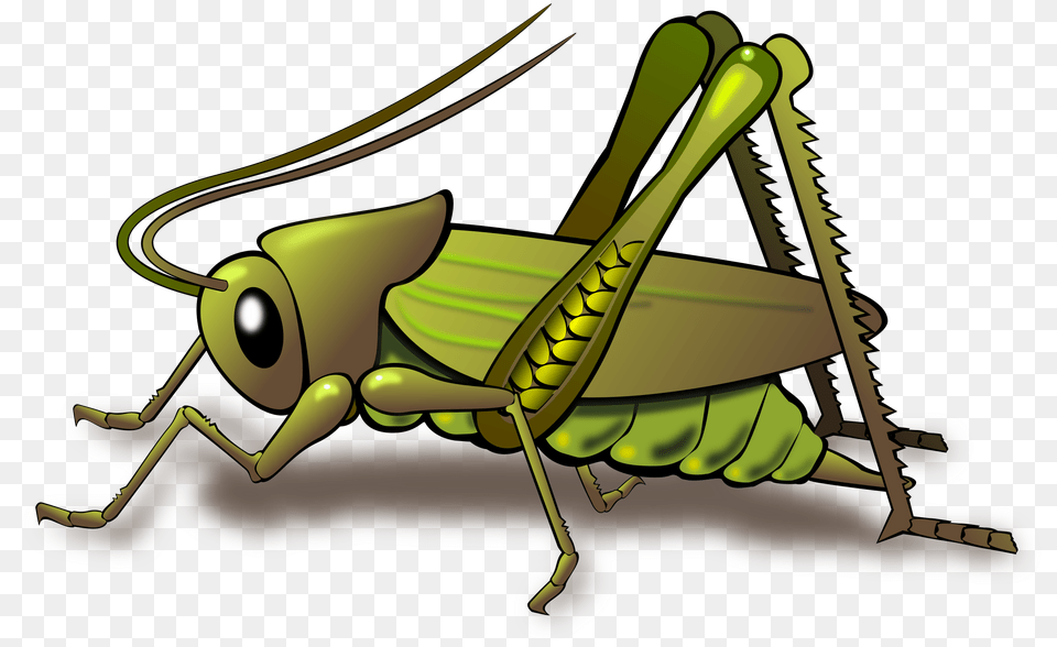 Grasshopper, Animal, Insect, Invertebrate Free Transparent Png