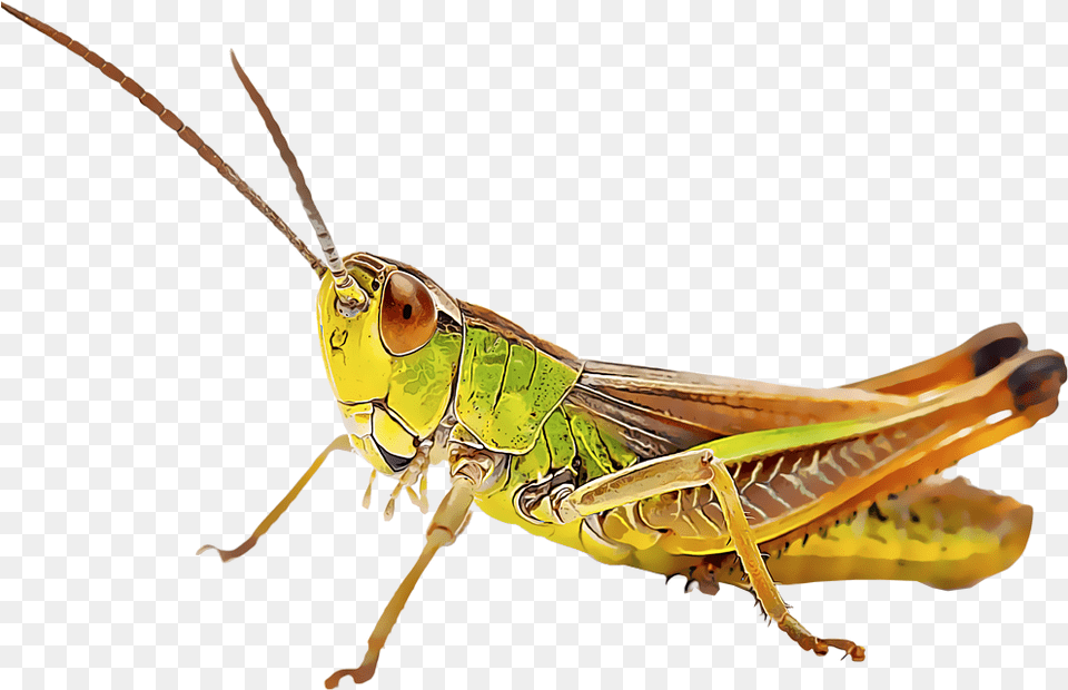 Grasshopper, Animal, Insect, Invertebrate, Food Png